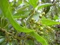 معرفی و راهنمای پرورش سبزی جات برگی - پیچک بدبو